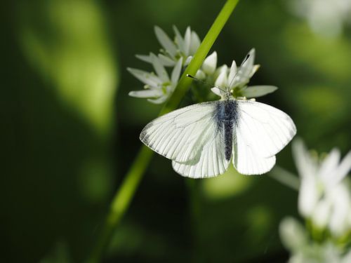 Geaderd witje op bloeiende daslook