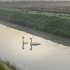 Deux cygnes par une journée brumeuse sur Miranda Heemskerk