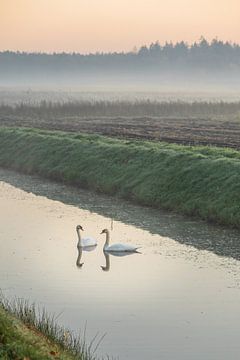 Two swans on a foggy day by Miranda Heemskerk