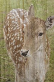 Abstrakte Fotografie | Abstrakter Expressionismus | Porträt eines Rehs von Art. by Janine