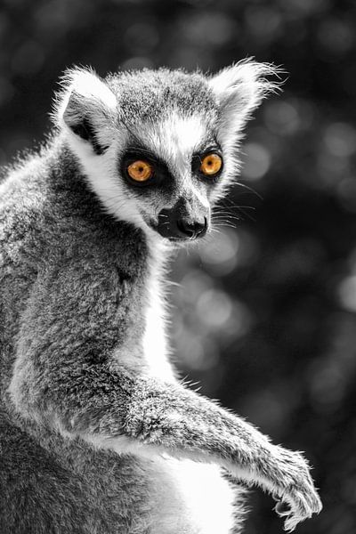 Maki by Liberty Biesma