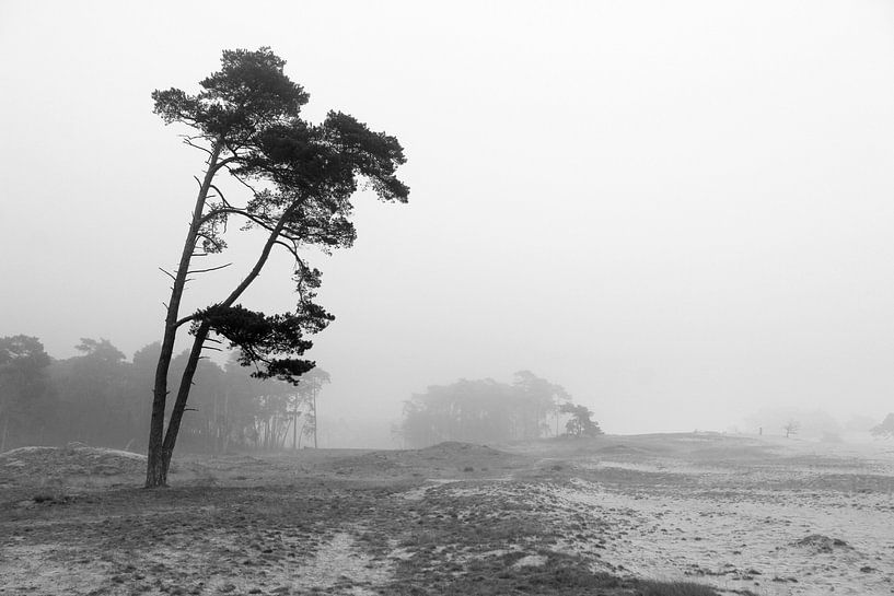 Misty Day, Wekeromse Sand, Netherlands, Mono by Imladris Images