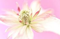 Makrofoto einer schönen Blume von Miranda van Hulst Miniaturansicht
