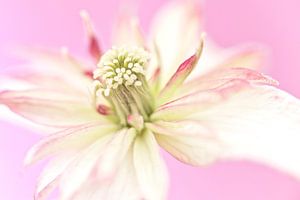 Macro foto van een mooie bloem van Miranda van Hulst