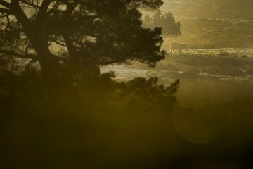 Schotse hooglander in gouden ochtendlicht van Danny Slijfer Natuurfotografie