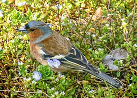 Blume mich von Annette Prinssen