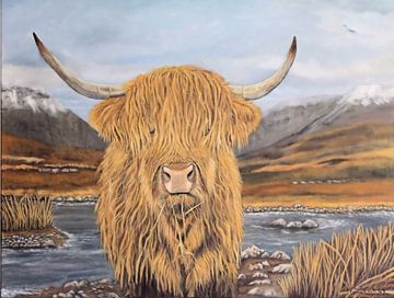 Highland Cattle