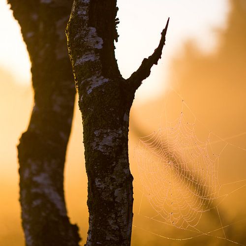 Strabrechtse Heide 253