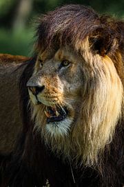 Löwe schaut nach links