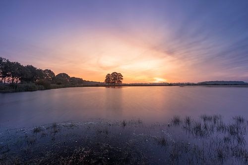 Bäume im Wasser bei Sonnenaufgang