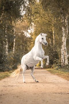 Majestätische Schlichtheit | Magisch von Femke Ketelaar