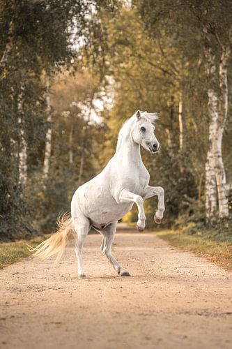 Paard Majestueuze Eenvoud Magische Kleine Pony