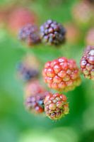 Blackberries