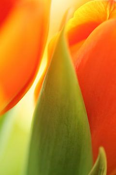 Closeup of a tulip by Veronika Seliverstova