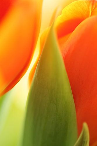 Nahaufnahme einer Tulpe