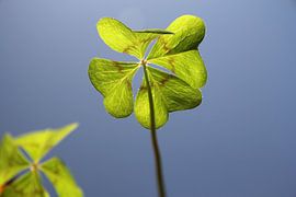 Le trèfle à quatre feuilles sur Cornelis (Cees) Cornelissen