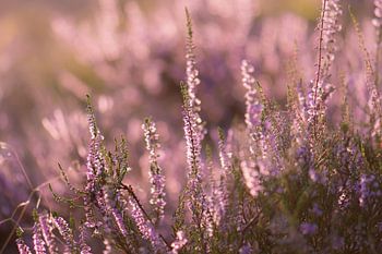 flowering heathland