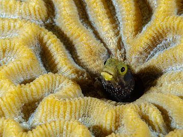 Mucus fish in the yellow coral by René Weterings