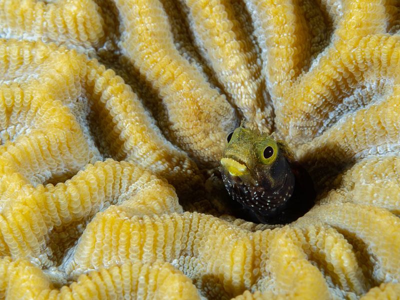 Poisson mucus dans le corail jaune par René Weterings