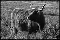 Schottischer Hochlandbewohner