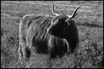 Scottish Highlander