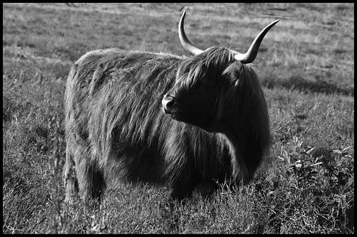 Schottischer Hochlandbewohner