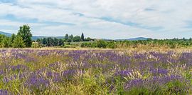 Lavendelveld in Frankrijk van Achim Prill