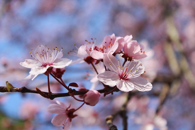 Blütentraum by Dagmar Marina