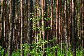 Maigrün von Thomas Jäger