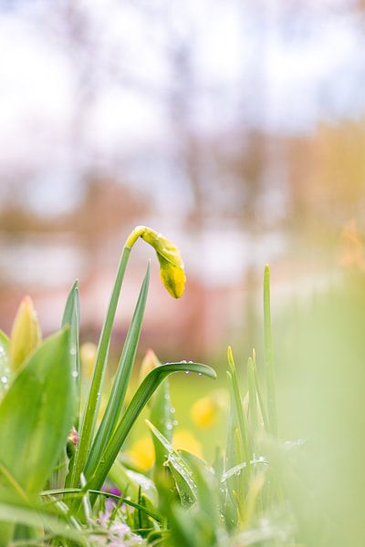 Lichte Narcis van Samantha Rorijs