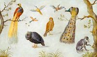 Studie von Vögeln und Affen, Kreis von Jan van Kessel von Liszt Collection Miniaturansicht