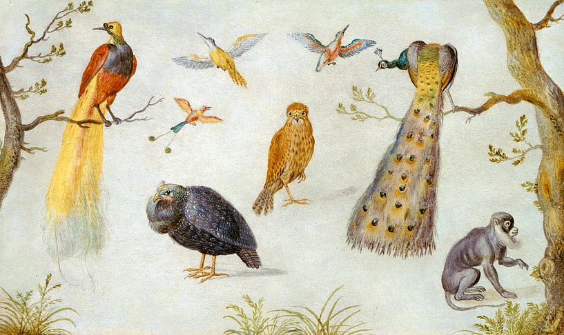Studie von Vögeln und Affen, Kreis von Jan van Kessel von Liszt Collection