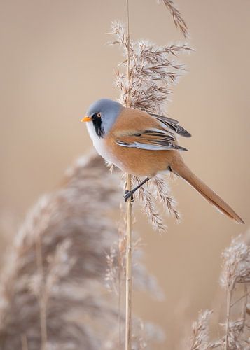 Bearded reedling 1