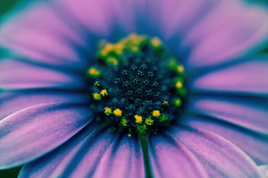 Gekleurde bloem