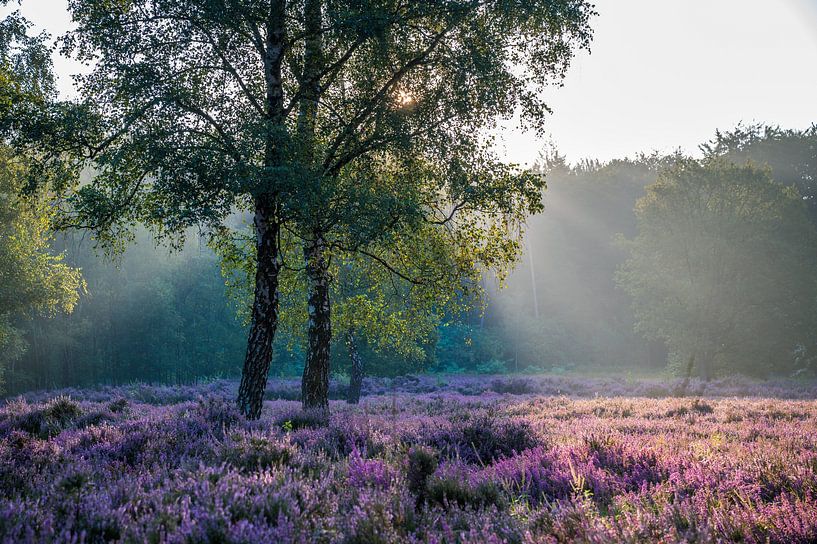 Sunrise Heath by Peter Deschepper