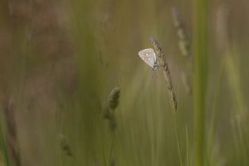 Heideblauwtje in het gras van Marika Huisman fotografie