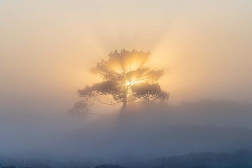 Licht - Boompje, Terschelling
