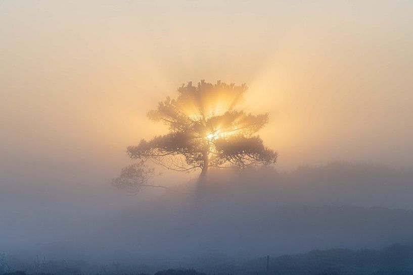 Licht - Boompje, Terschelling von Rudy Wagenaar