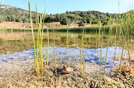 Frosch in einem Teich von Gerben Tiemens Miniaturansicht