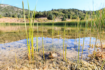 Frosch in einem Teich