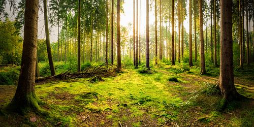 Clairière dans la forêt au lever du soleil