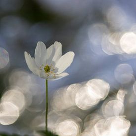 Waldanemonen von Janny Beimers