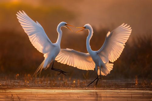 Twee kleine zilverreigers ruziën (Egretta garzetta)