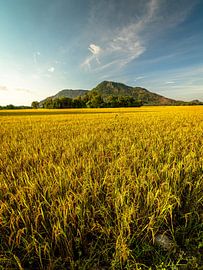 Golden Fields and Past of Ba Chuc by jorryt Meijer