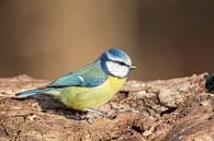 Mésange bleue (Cyanistes caeruleus) par Dirk Rüter Aperçu