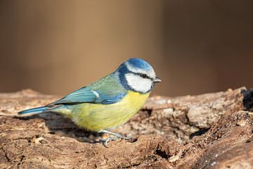 Mésange bleue (Cyanistes caeruleus)