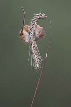 Dwergmuis (Micromys minutus) van Ronald Pol
