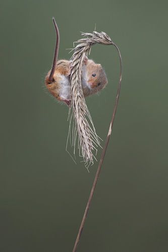 Dwergmuis (Micromys minutus)