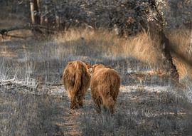 Scottish Highlander calves, asses
