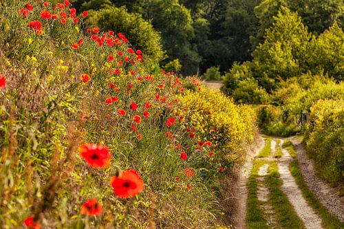 Holleweg met klaprozen in Zuid-Limburg